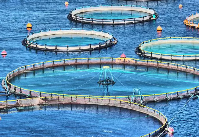Filets d'aquaculture en haute mer