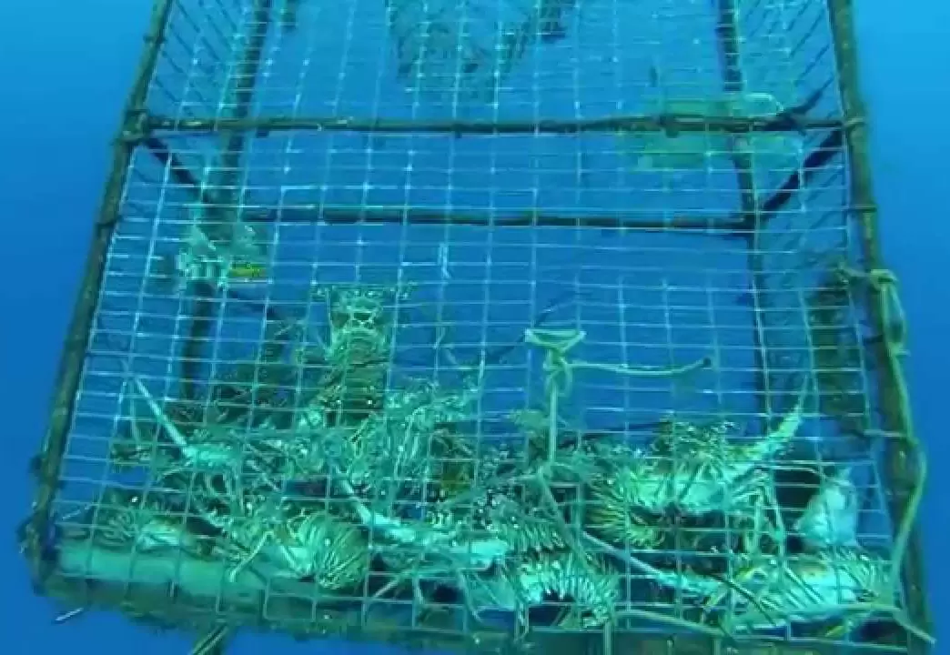 Filets d'aquaculture en haute mer